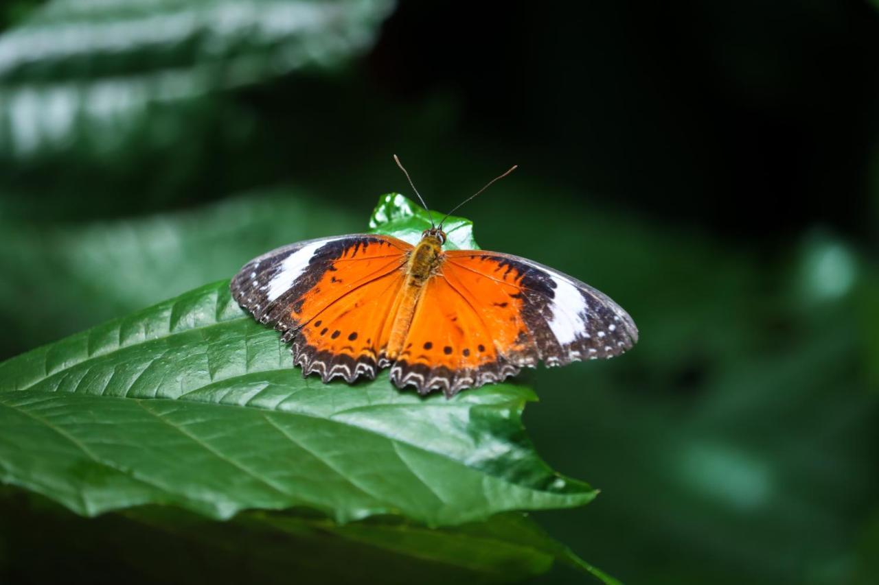Batchelor Butterfly Farm Hotel Exterior photo